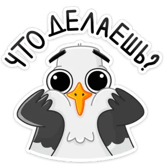 🥺 Что делаешь? pássaro, fofo, adesivo, gaivota, russo, pergunta telegram sticker
