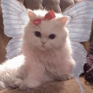🍧 mèo, tiên, cánh, thú cưng, động vật, dễ thương telegram sticker