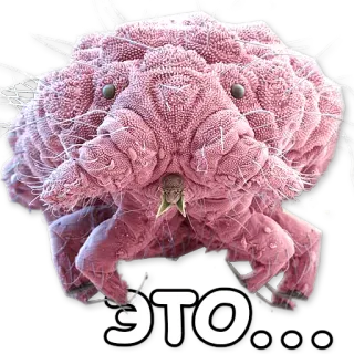 ☺ ЭТО... tick, parasite, creepy, insect, macro, close-up, microscopic telegram sticker