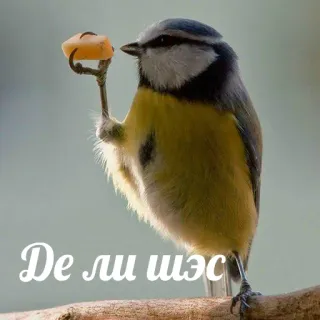 😌 Де ли шээс ptak, sikorka, ser, słodki, zwierzę, dzika przyroda telegram sticker