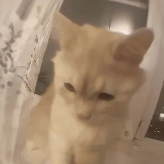 🌞 Katze, Kätzchen, Haustier, Tier, Hauskatze, süß whatsapp sticker