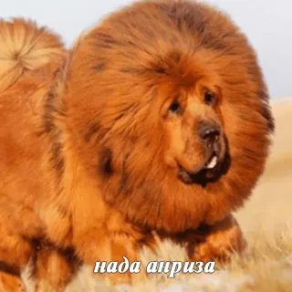 🐶 nada anpriza cão, mastim tibetano, animal, animal de estimação, meme telegram sticker