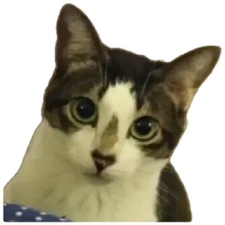 😸 cat, pet, animal, domestic cat, cute, feline telegram sticker
