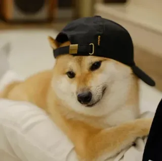 ❤️ dog, Shiba Inu, hat, cool, pet, animal telegram sticker