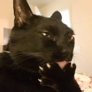 😏 Katze, schwarze Katze, Pflege, lecken, Tier, Haustier, Haustier telegram sticker