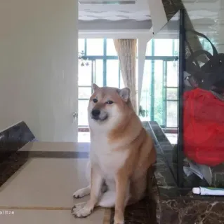 ❤️ doge dog, shiba inu, meme, pet, animal, doge, funny telegram sticker