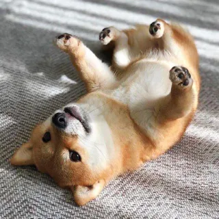 🥰 Hund, Shiba Inu, süß, Tier, Haustier, liegend, lustig telegram sticker