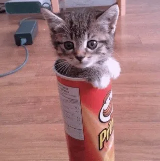 🍡 Pringles chat, chaton, Pringles, mignon, drôle, animal de compagnie, animal, adorable whatsapp sticker