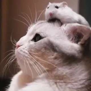 🌟 gatto, criceto, animale domestico, animali, amicizia, carino, animali domestici telegram sticker