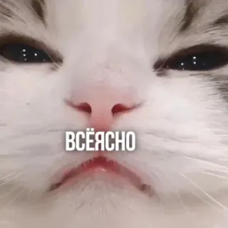 😑 ВСЁЯСНО แมว, รัสเซีย, มีม, ตลก, สัตว์ telegram sticker