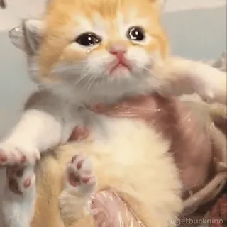😢 gatto, gattino, triste, piangere, carino, animale telegram sticker