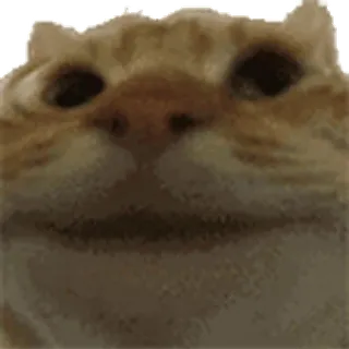➕ gatto, animale, meme, divertente, animale domestico, gatto domestico telegram sticker
