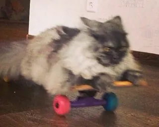 👻 cat, skateboard, funny, animal, pet, domestic animal telegram sticker