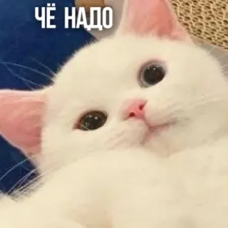 🤔 ЧЁ НАДО แมว, น่ารัก, สัตว์, รัสเซีย, มีม telegram sticker