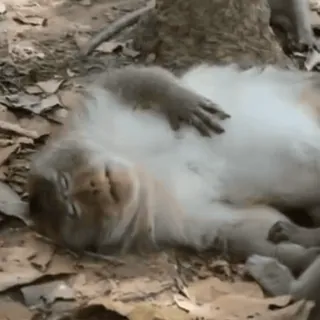 🤩 monkey, animal, mammal, primate, sleeping, cute, relaxed whatsapp sticker