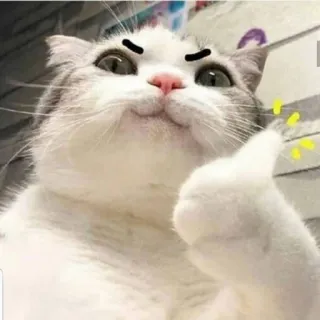 😏 cat, thumbs up, meme, positive, approval, animal telegram sticker