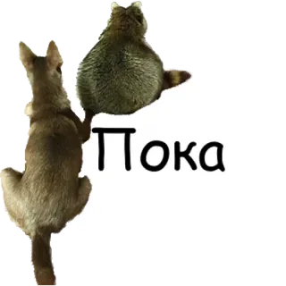 👋 Пока animais, cachorro, guaxinim, adeus, russo, texto telegram sticker