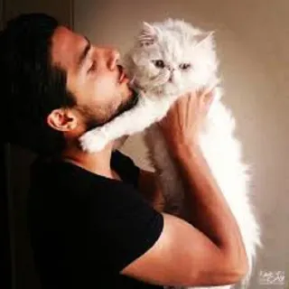 ⭐️ homem, gato, animal de estimação, abraço, amor, gato branco, gato persa, carinho telegram sticker