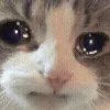 🐱