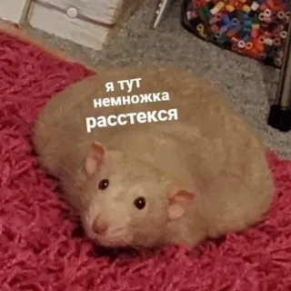 🥺 Я тут немножка расстекся หนู, สัตว์, น่ารัก, สัตว์เลี้ยง, มีม, รัสเซีย telegram sticker
