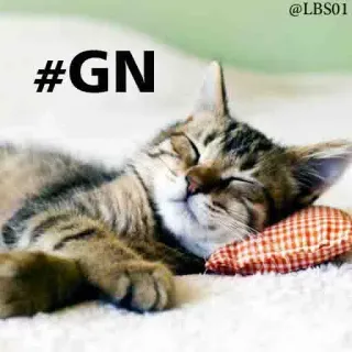 😴 #GN gato, durmiendo, almohada, buenas noches, animal, lindo, gatito whatsapp sticker