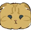 🐱