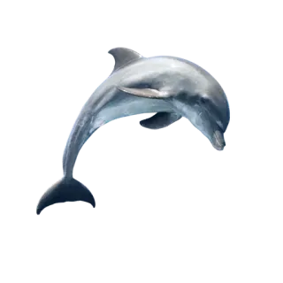 🌟 Delfin, Tier, Meer, Ozean, Säugetier, Meereslebewesen telegram sticker
