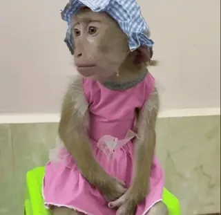 ☹️ macaco, animal, fantasiado, fofo, animal de estimação, roupa, chapéu whatsapp sticker