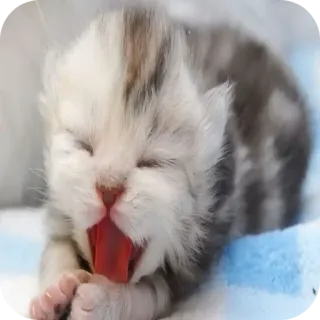 🐱 kätzchen, katze, junges tier, süß, gähnen, haustier telegram sticker