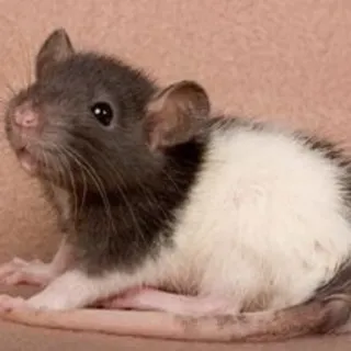 🐀 szczur, zwierzę, słodki, gryzoń, zwierzę domowe telegram sticker