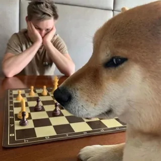 😶 Doge dog, chess, meme, game, defeat, shiba inu telegram sticker