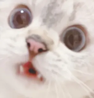 🐱 кот, животное, питомец, глаза, белый, милый telegram sticker