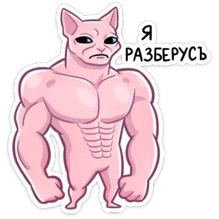 💪 Я разберусь Katze, muskulös, Muskelprotz, Sphinx, Nacktkatze, Tier telegram sticker