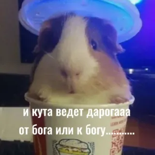 🤔 и кута ведет дарогаа
от бога или к богу........ cochon d'inde, animal, mignon, tasse, animal de compagnie telegram sticker