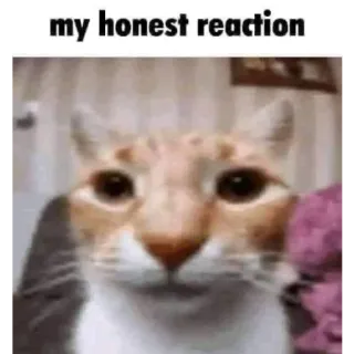 🪦 cat my honest reaction whatsapp sticker