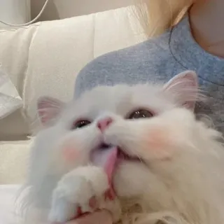 🪐 cat, persian cat, cute, fluffy, pet, animal, licking telegram sticker