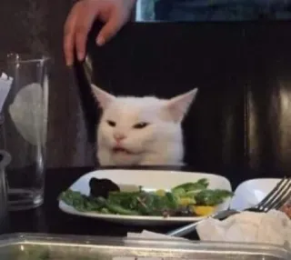 😑 kucing, meme, bingung, makan malam, kucing putih, meja, makanan telegram sticker