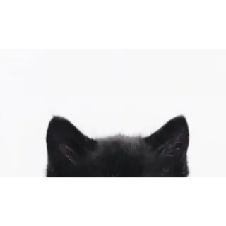 👅 cat, black cat, ears, peeking, animal, cute telegram sticker