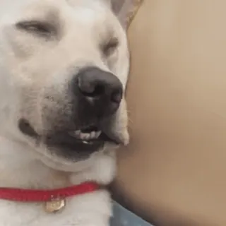 ๐คซ dog, sleeping, cute, animal, pet, Labrador telegram sticker