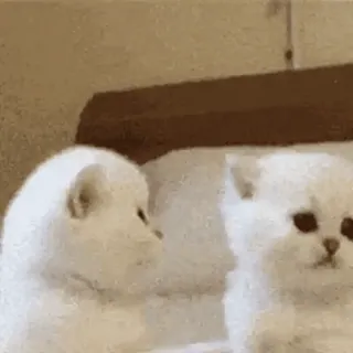 🐈 고양이, 새끼 고양이, 귀여운, 동물, 흰 고양이 whatsapp sticker