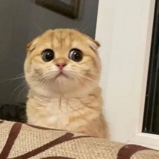 🐈 kat, dier, schattig, kitten, huisdier telegram sticker