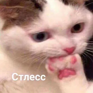 😐 Стресс kot, stres, mem, słodki, zwierzę, rosyjski telegram sticker