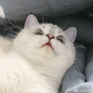 🐱 美丽沙雕女孩 gatto, carino, animale, animale domestico whatsapp sticker