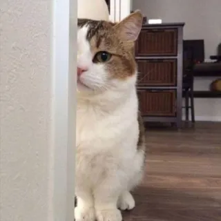 🪐 cat, cute, animal, pet, peek, peeking, hide, hiding telegram sticker