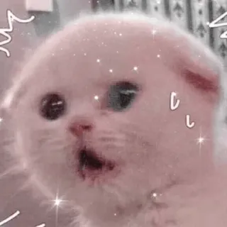 🐱 고양이, 귀여운, 새끼 고양이, 반짝이, 흰색, 동물, 애완 동물 telegram sticker