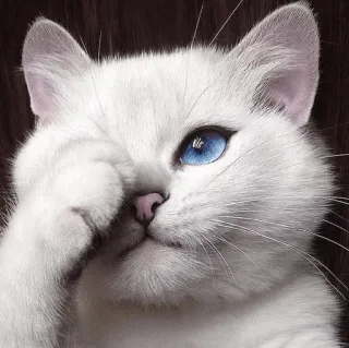 🌝 gato, animal, gato branco, olhos azuis, fofo, animal de estimação, felino whatsapp sticker