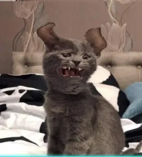 🎃 gato, engraçado, animal, meme whatsapp sticker
