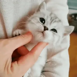 😊 cat, kitten, cute, animal, pet, domestic animal whatsapp sticker