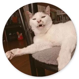 😝 chat, chat blanc, animal, animal de compagnie, drôle telegram sticker