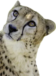 🔘 cheetah, animal, wildlife, cat, big cat, predator, safari, africa whatsapp sticker